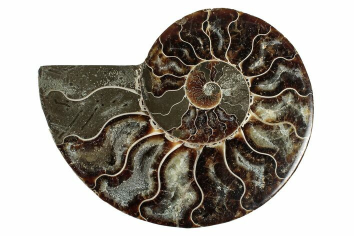 Cut & Polished Ammonite Fossil (Half) - Madagascar #344407